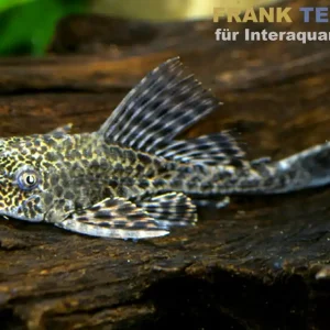Leopard-Segelschilderwels, Pterygoplichthys pardalis, L021 Günstig